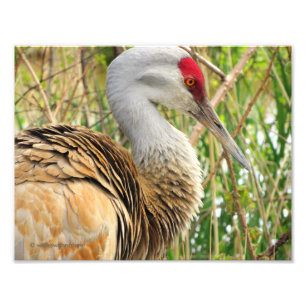 Elegant Profil för en Underbarare Sandhill Crane Fototryck