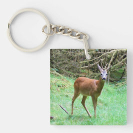 Elegant rådjur hane skog vilda djur natur