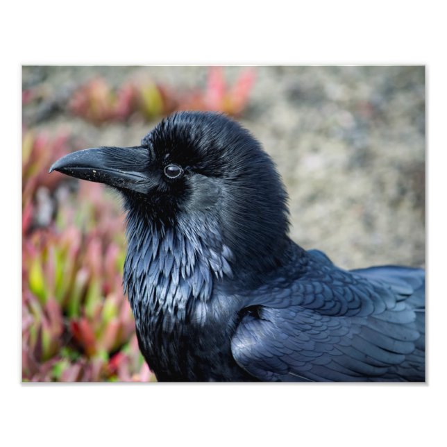 Elegant Raven-fotoutskrift Fototryck (Framsidan)