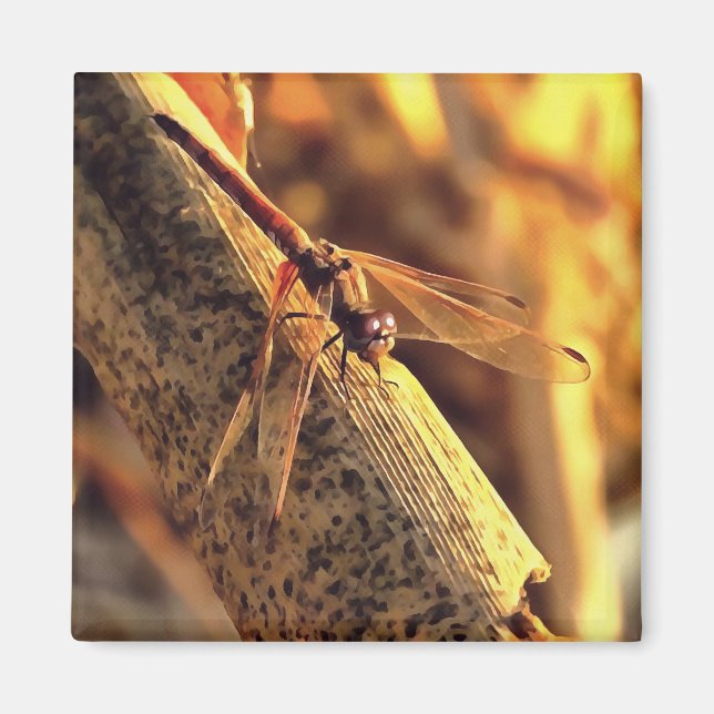 Elegant Red Darter Dragonfly Insekt Art Magnet (Framsidan)