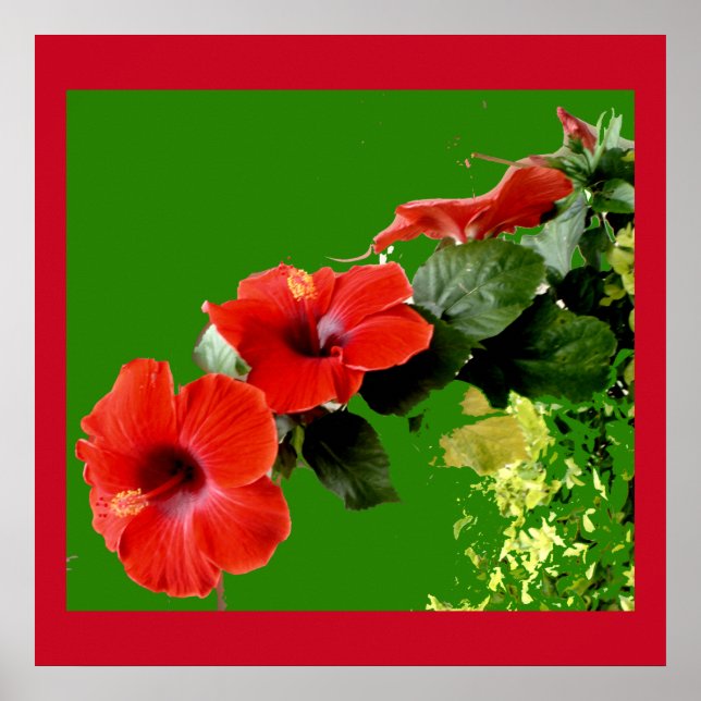 Elegant Red Hibiscus i Fullt Bloom Poster (Framsidan)