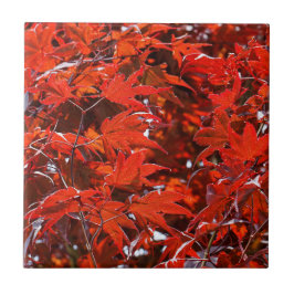 Elegant Red Japansk aple Löv Kakelplatta