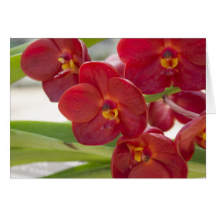 Elegant Red Orchids Photo OBS Kort