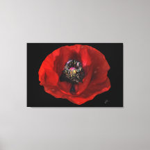 Elegant Red Poppy Flower på svart bakgrund
