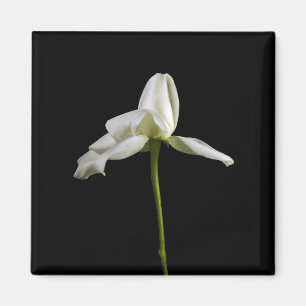 Elegant Ro Magnet