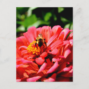 Elegant röd korall blommigt söt humla vykort