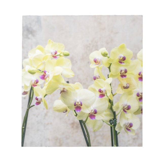 Elegant Romantic Cream & Lilac Orchids Anteckningsblock (Framsida)