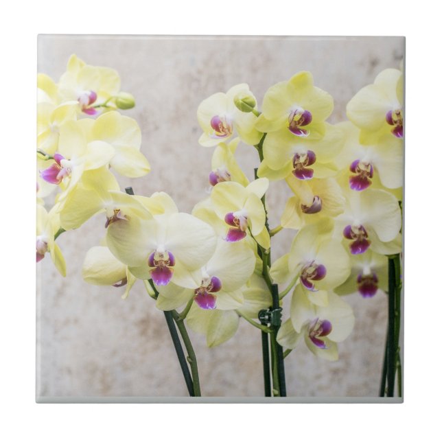 Elegant Romantic Cream & Lilac Orchids Kakelplatta (Framsidan)