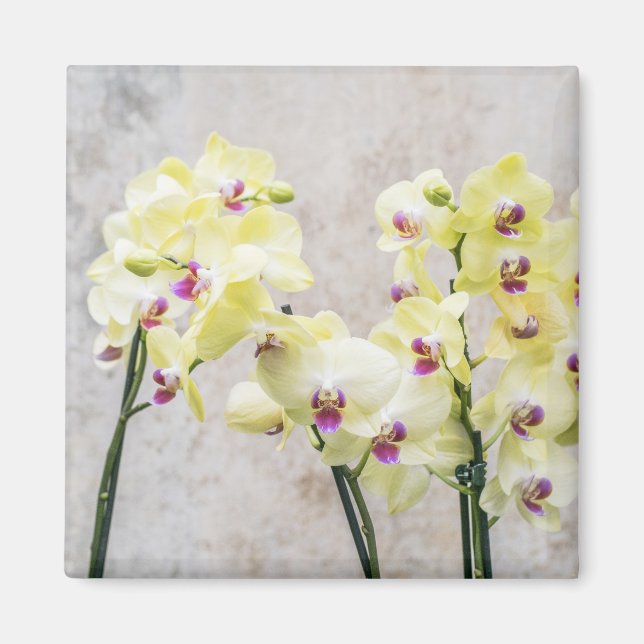 Elegant Romantic Cream & Lilac Orchids Magnet (Framsidan)