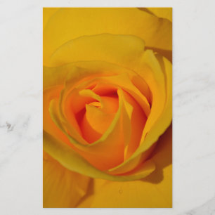 elegant romantik Gul ros nära varandra
