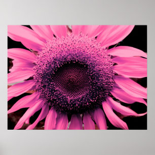 Elegant rosa Blom Solrosblomma rosa Poster
