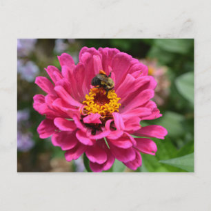 Elegant rosa blommande krysantemummie tusenskönasb vykort