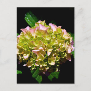 Elegant rosa blommigt för mjuk grönt vykort