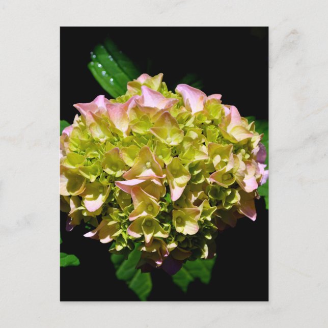 Elegant rosa blommigt för mjuk grönt  vykort (Framsida)