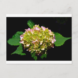 Elegant rosa blommigt för mjuk grönt vykort