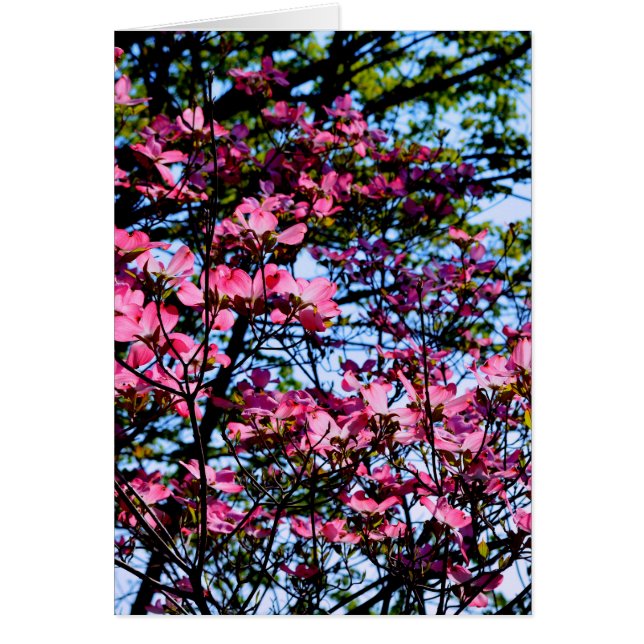 Elegant rosa blommor blommigtar som blommar Dogwoo Hälsningskort (Framsidan)