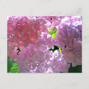 Elegant rosa blommor rosa blommigt rosa hydrangee vykort