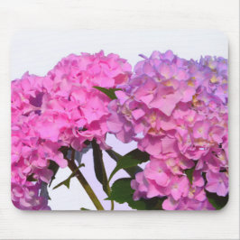 Elegant rosa blommor rosa hydraeas musmatta