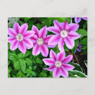 Elegant rosa blomster boho grönska vykort