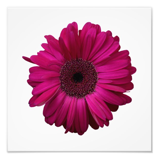 Elegant Rosa Gerbera Daisy Photo Print Fototryck (Framsidan)