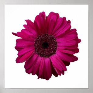 Elegant Rosa Gerbera Daisy Poster