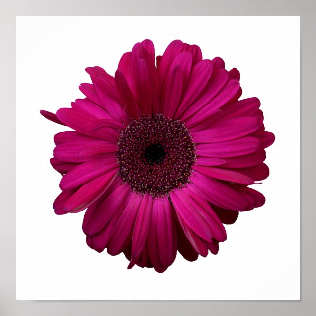 Elegant Rosa Gerbera Daisy Poster (Framsidan)