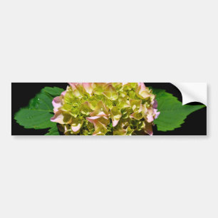 Elegant rosa grönt grönt blommigt hydrangea bildekal