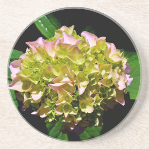 Elegant rosa grönt grönt blommigt hydrangea underlägg sandsten