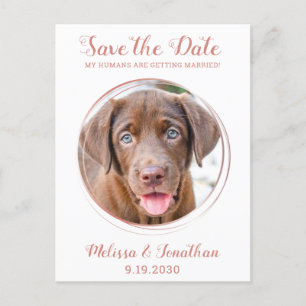 Elegant Rosa Guld Anpassad Husdjur Foto Hund Bröll Meddelande Vykort