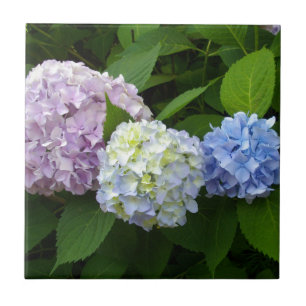 elegant rosa lila blue Hydrangeas Kakelplatta