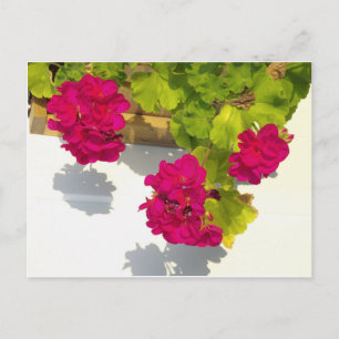 Elegant rosa magenta röd blommigt blommor vykort