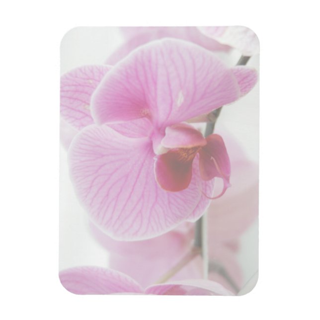 Elegant Rosa Orchid Photo Magnet (Vertikal)