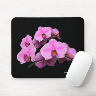 Elegant Rosa Orchids Phalaenopsis Flowers on Black Musmatta