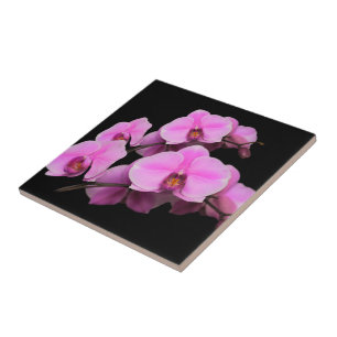 Elegant Rosa Orchids Phalaenopsis on Black Kakelplatta