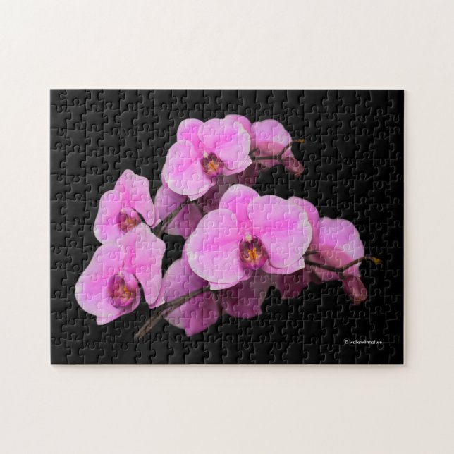 Elegant Rosa Orchids Phalaenopsis on Black Pussel (Horisontell)