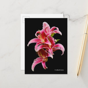 Elegant Rosa Oriental Lilies Vykort