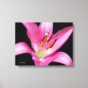 Elegant Rosa Oriental Lily Lilium Stargazer Flower Canvastryck