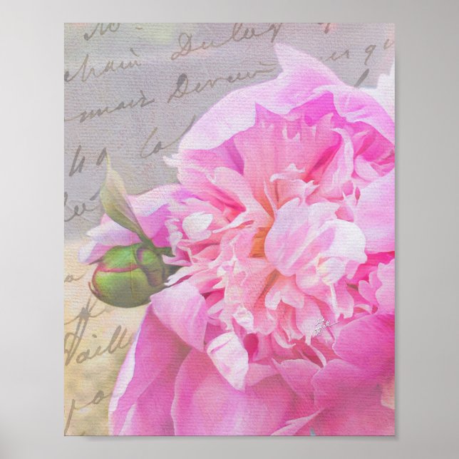 Elegant  Rosa Peony Blommigt med Struktur-skript Poster (Framsidan)