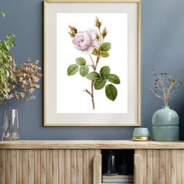 Elegant Rosa ros botaniska utskrivbara Poster