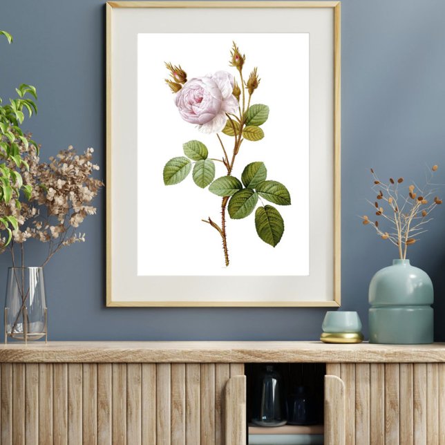 Elegant Rosa ros botaniska utskrivbara Poster (Skapare uppladdad)