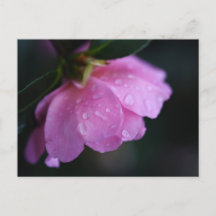 Elegant Rosa ros närmar sig med Dew