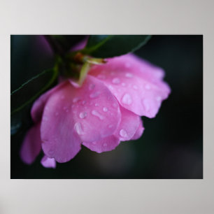 Elegant Rosa ros närmar sig med Dew Poster