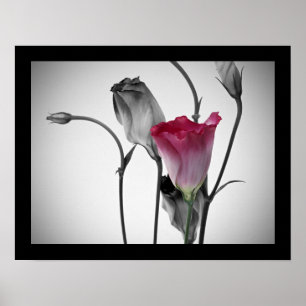 Elegant rosa ros poster