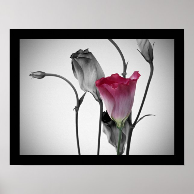 Elegant Rosa ros Poster (Framsidan)