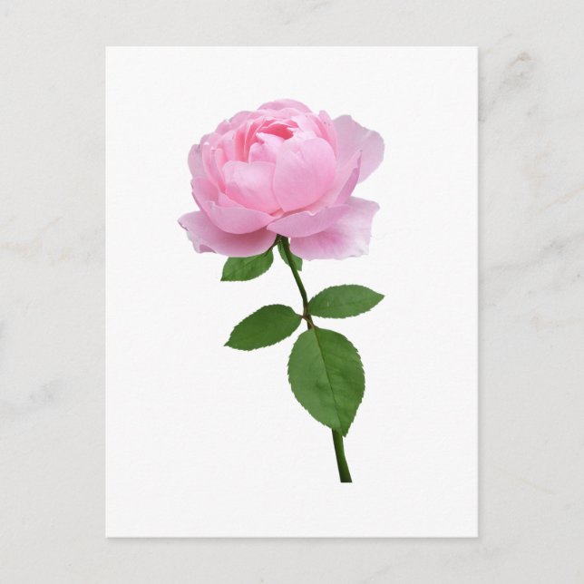 Elegant Rosa Rosblomma  Vykort (Framsida)