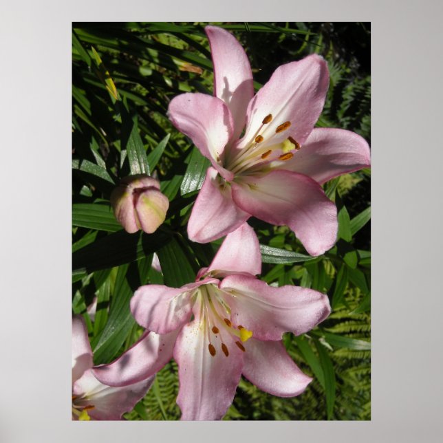 Elegant Rosa Tiger Lilies Poster (Framsidan)
