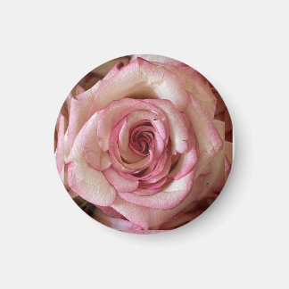 Elegant Rosa Tipped Vit Ros Rund Magnet