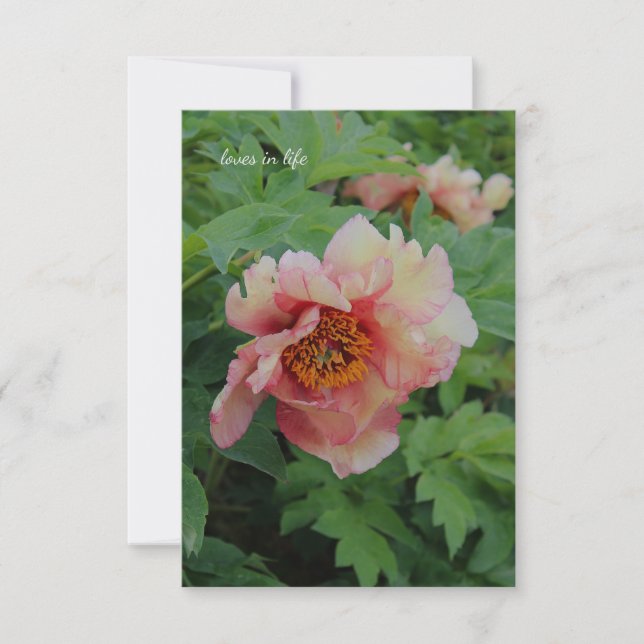Elegant Rosa ton Peony Anteckningskort (Framsida)