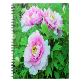 Elegant Rosa Träd Peony Flowers med Gult Center Anteckningsbok