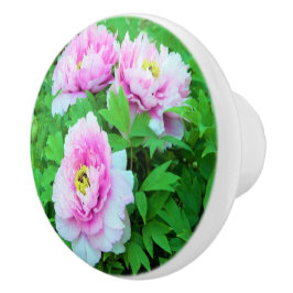 Elegant Rosa Träd Peony Flowers med Gult Center Knopp